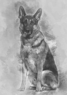 German Shepherd dog sittin