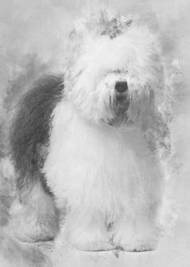 Old English Sheepdog 3 Yea