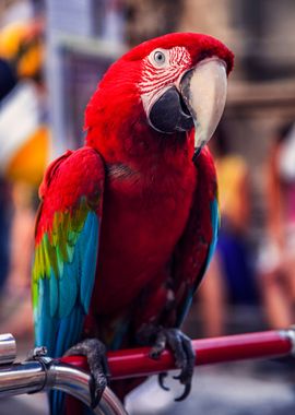 Portrait of a Parrot