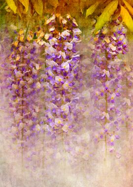 Wisteria