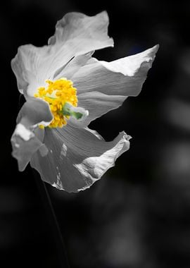 White Poppy