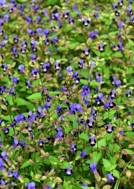 Pretty Little Flowers