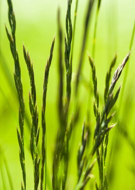 Grass Abstract