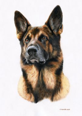 German Shepherd