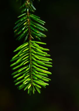 Pine Tree