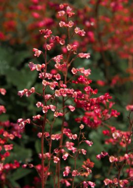 Field Flower