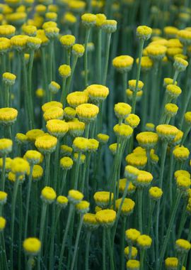 Tiny Yellow Flowers