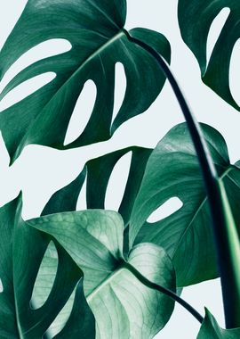 Monstera