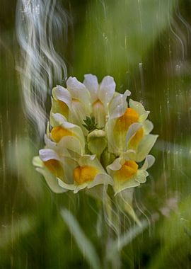 Toadflax