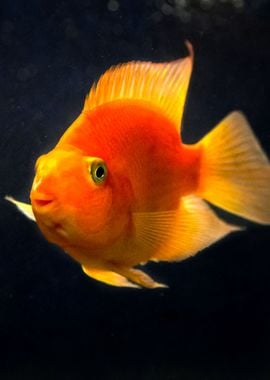 Goldfish Vertical