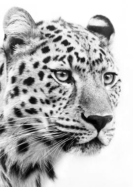 jaguar face black and whit