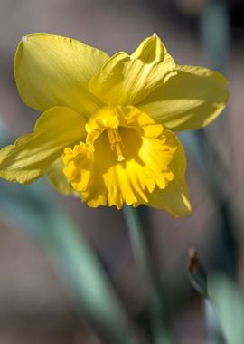 daffodils bloom in spring