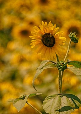 Sunflowers