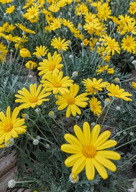 yellow daisy in bloom