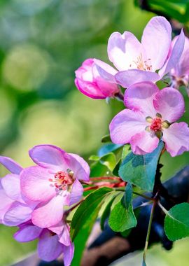 Elegant Crab Apple Flowers