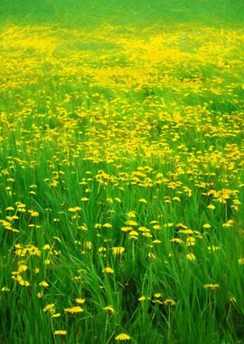 Dandelion Field