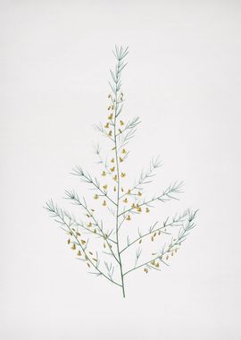 Sea Asparagus