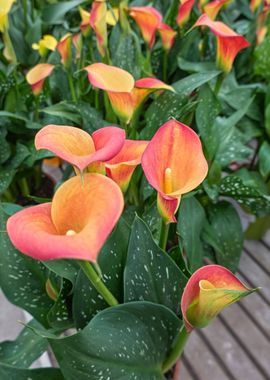 colored calla lily