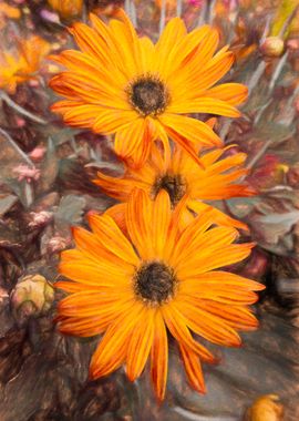 yellow gerbera daisy