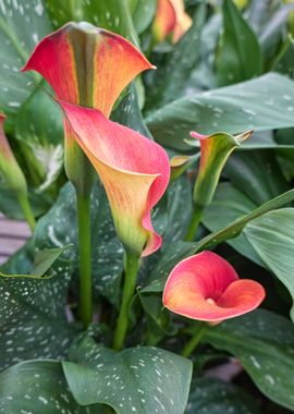 colored calla lily