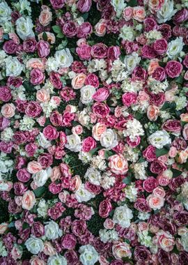 Pink and white roses