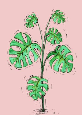 Monstera deliciosa