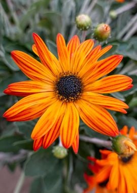 orange yellow gerbera dais