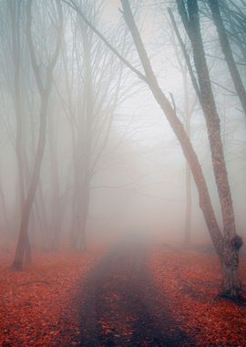 Fog in the forest