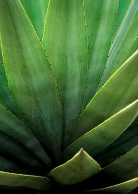 AGAVE leaf Succulent plant