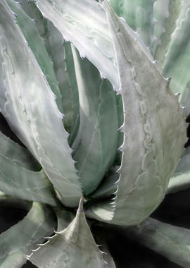 AGAVE leaf Succulent plant