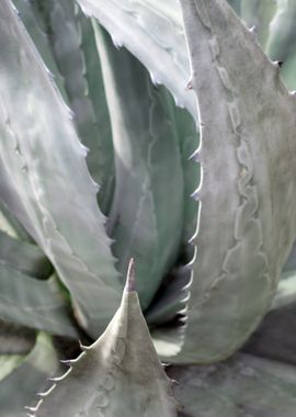 AGAVE leaf Succulent plant