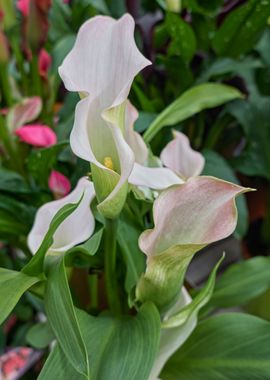 white calla