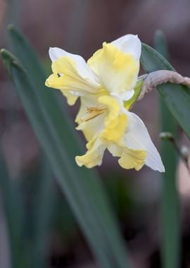 daffodils bloom in spring