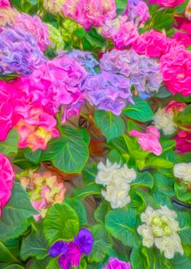 colorful primroses