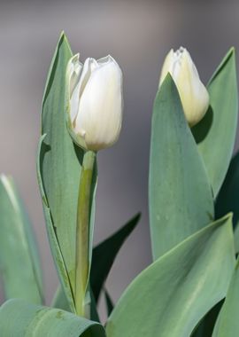 white tulip flower