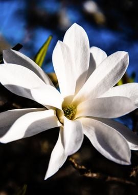 Star magnolia no 13