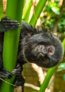 Goeldis marmoset