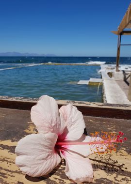 Hibiscus at Sea