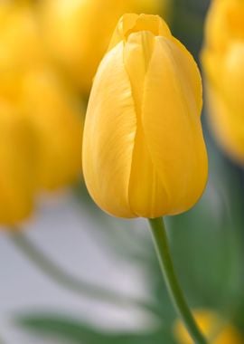 yellow tulip in the garden