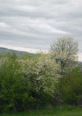 Spring blossom