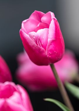 pink tulip flower in sprin