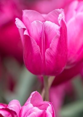 pink tulip flower