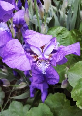 Iris flower