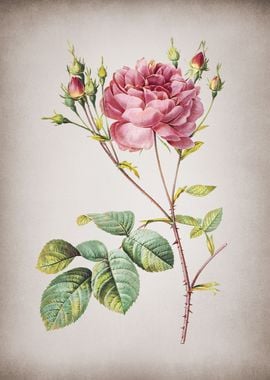 Vintage Cumberland Rose