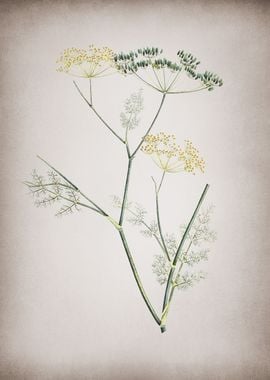 Vintage Blooming Fennel