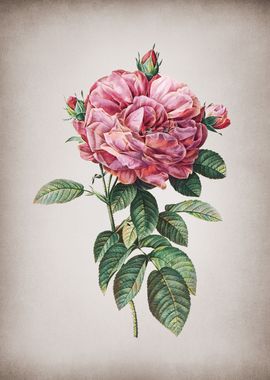 Vintage Giant French Rose