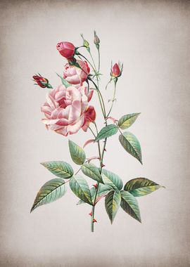 Vintage Pink Rose