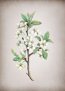 Vintage Plum Tree in Bloom