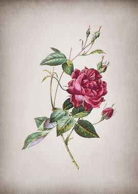 Vintage Red Bengal Rose