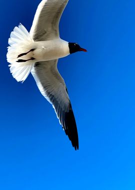 GalvestonGulls